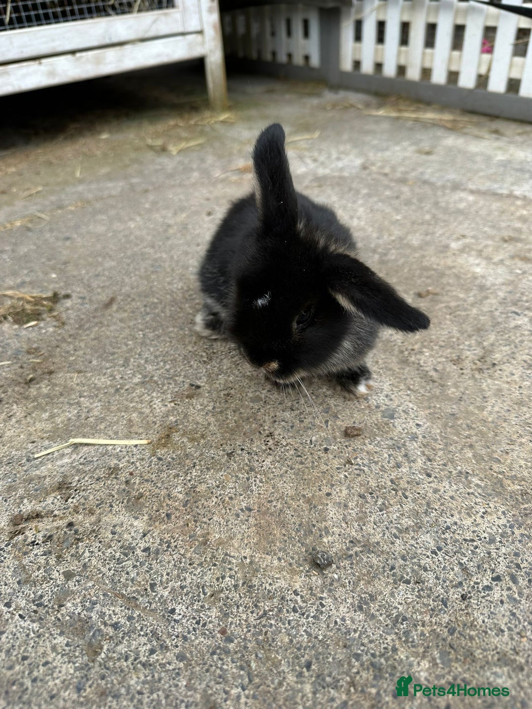 Mini Lop rabbits for sale: Pedigree mini Lops - Image 2