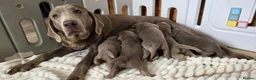 Labrador Retriever dogs for sale: 6 STUNNING KC SILVER LAB PUPPIES  - Advert 2