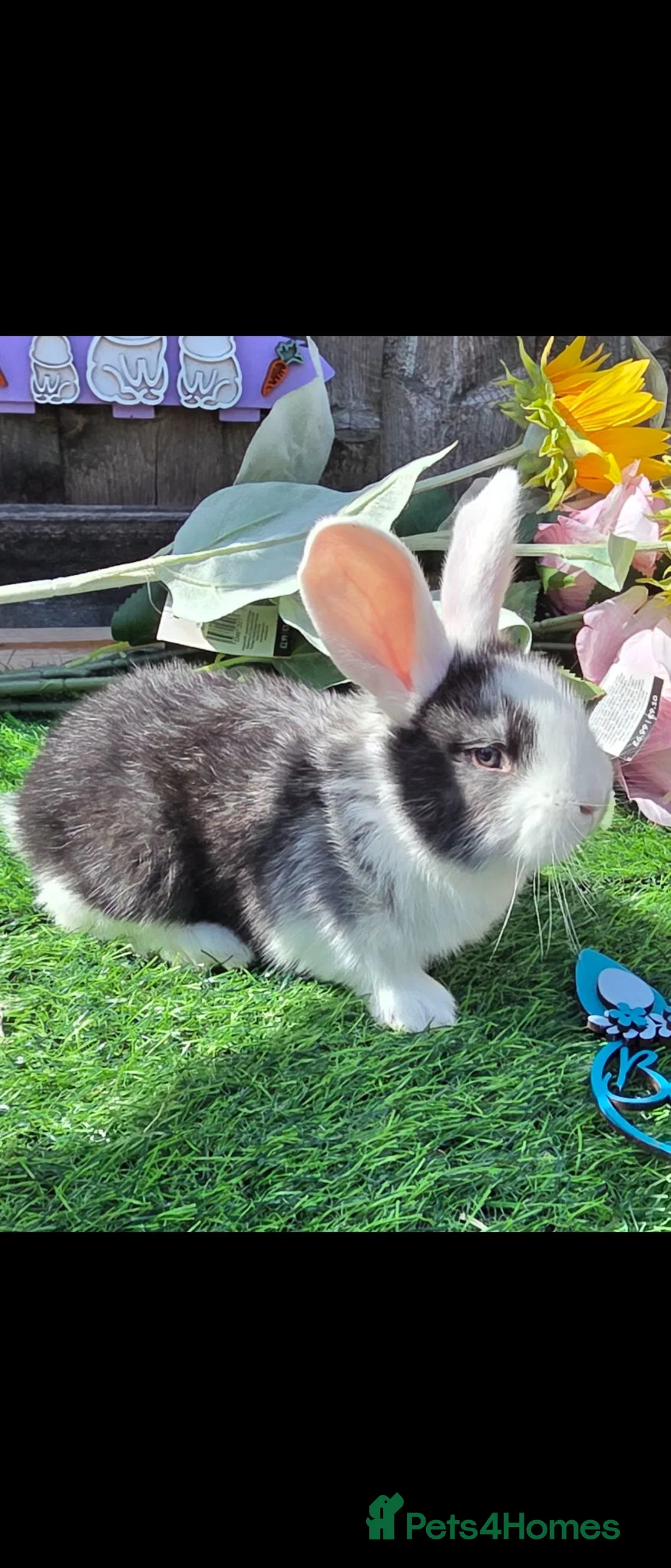 Continental Giant rabbits for sale: beautiful steel continental giant 🩷 for reserve  - Advert 1