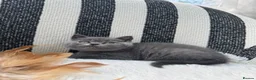 British Shorthair cats for sale: British Shorthair Kittens Blue - Advert 5