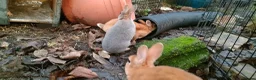 Rex rabbits for sale: Purebred, cute, friendly mini rex babies- m and f - Advert 4
