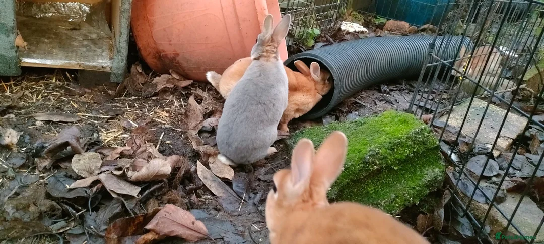 Rex rabbits for sale: Purebred, cute, friendly mini rex babies- m and f - Advert 4
