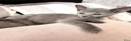 Russian Blue cats for sale: TICA Registered Russian Blue Kittens - Advert 13