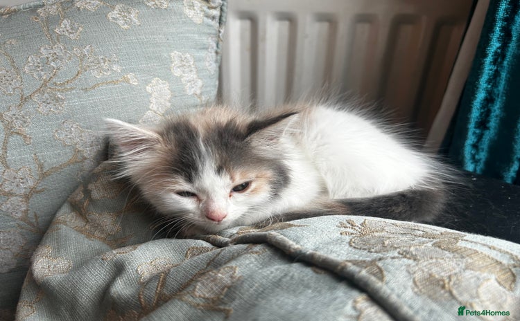 British Longhair cats - Advert 2