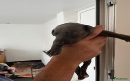 Whippet dogs for sale: KC registered Whippet pups - Image 8