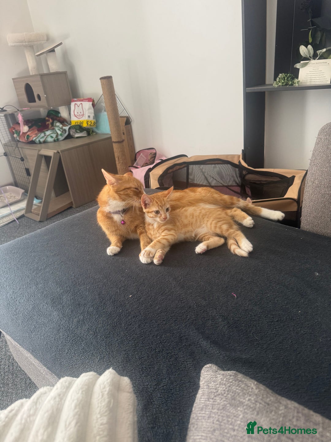 British Shorthair cats for sale: The Gingers READY TO GO 🎉🧚🏽‍♀️  - Image 2