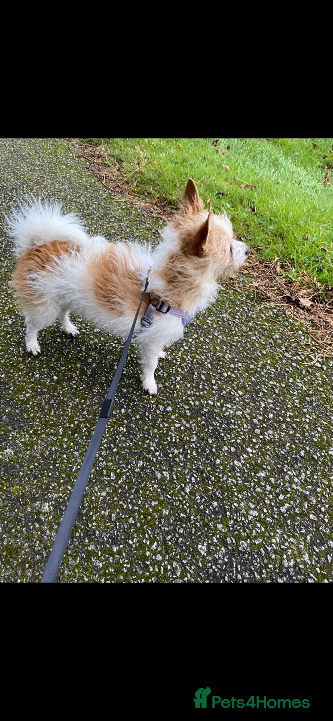 Mixed Breed dogs for sale: Long Haired Mini Dachshund x Chorkie Pups For Sale in Newton Stewart - Advert 13