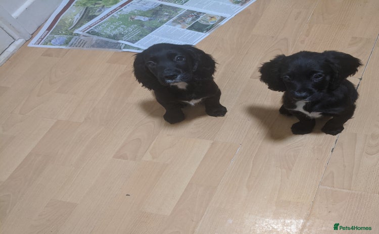 Cocker Spaniel dogs 2 stunning kc reg cocker spaniels left - Advert 13