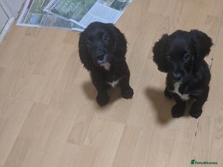 Cocker Spaniel dogs 2 stunning kc reg cocker spaniels left - Advert 11