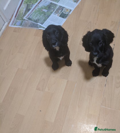 Cocker Spaniel dogs 2 stunning kc reg cocker spaniels left - Advert 13