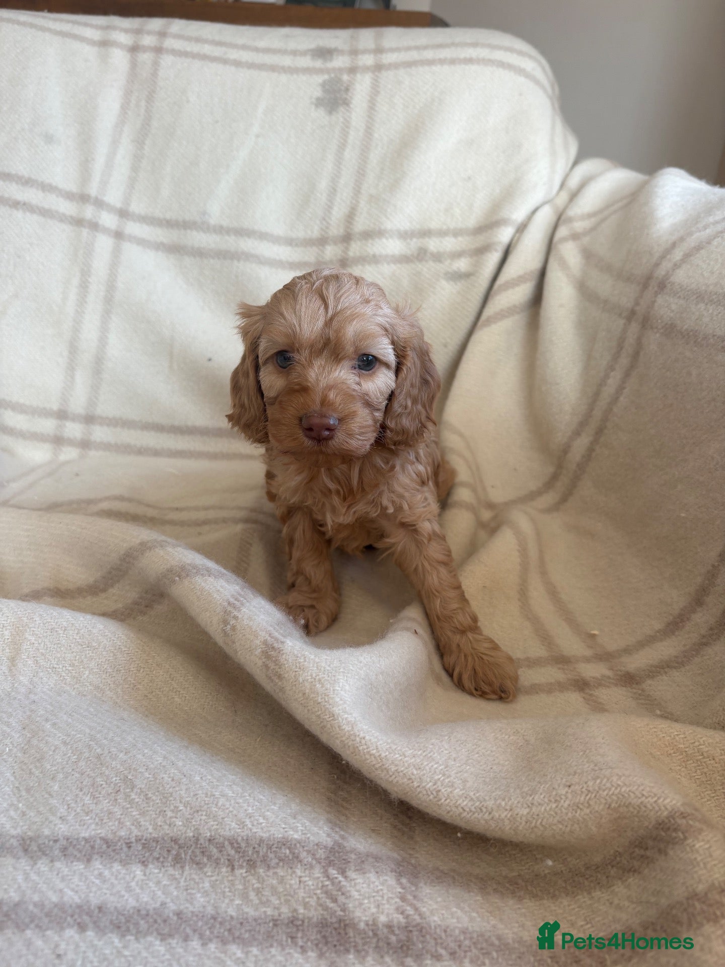 Cockapoo dogs Ready to leave Last one! Beautiful cockapoo puppy  - Advert 15