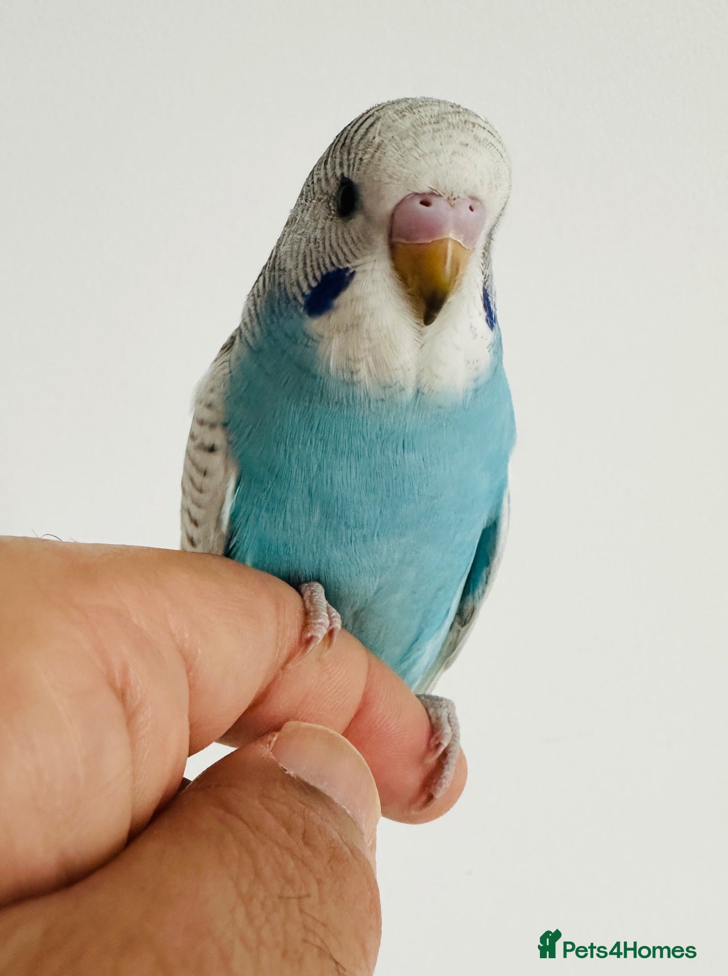 Budgerigars birds Hand Tamed Budgies - Advert 5