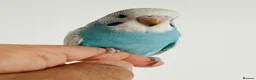 Budgerigars birds for sale: Sold- Hand Tamed Budgies - Advert 1