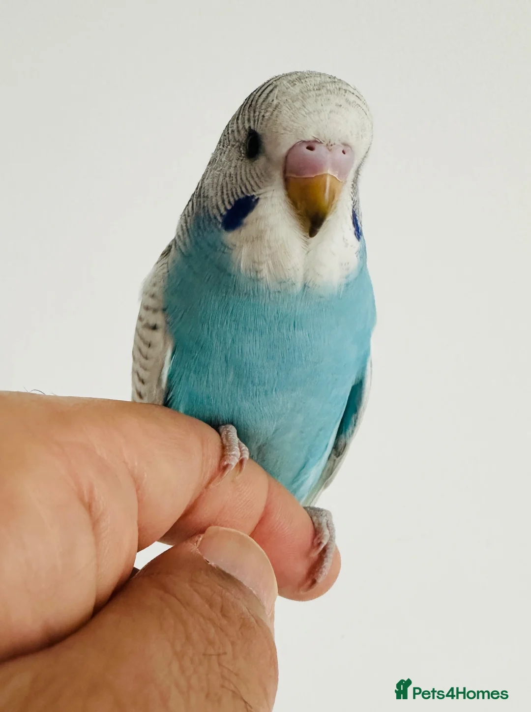 Budgerigars birds for sale: Sold- Hand Tamed Budgies - Advert 1