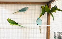 Ringnecks birds for sale: Beautiful coloured ringneck parrots for sale. - Image 5