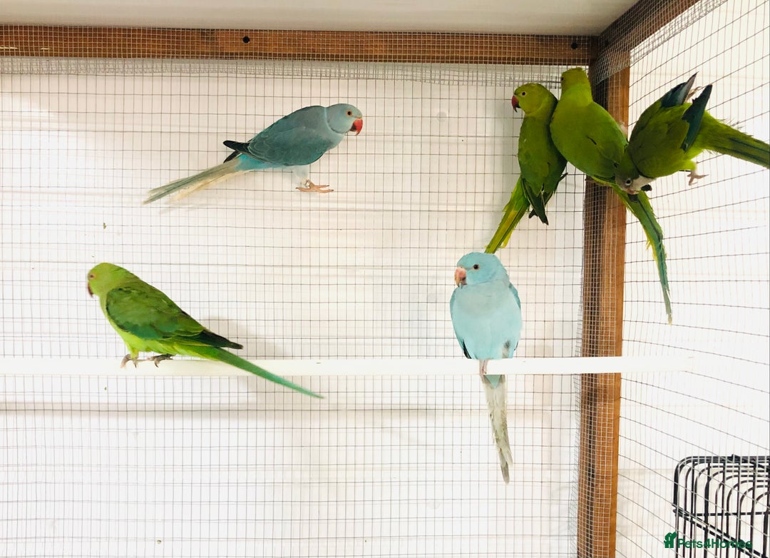 Ringnecks birds for sale: Beautiful coloured ringneck parrots for sale. - Image 5