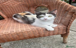 Persian cats for sale: Beautiful Persian female  - Image 2