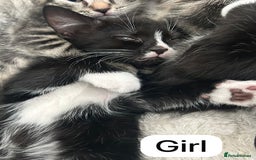 Mixed Breed cats for sale: Litter of 6 beautiful kittens - Image 11