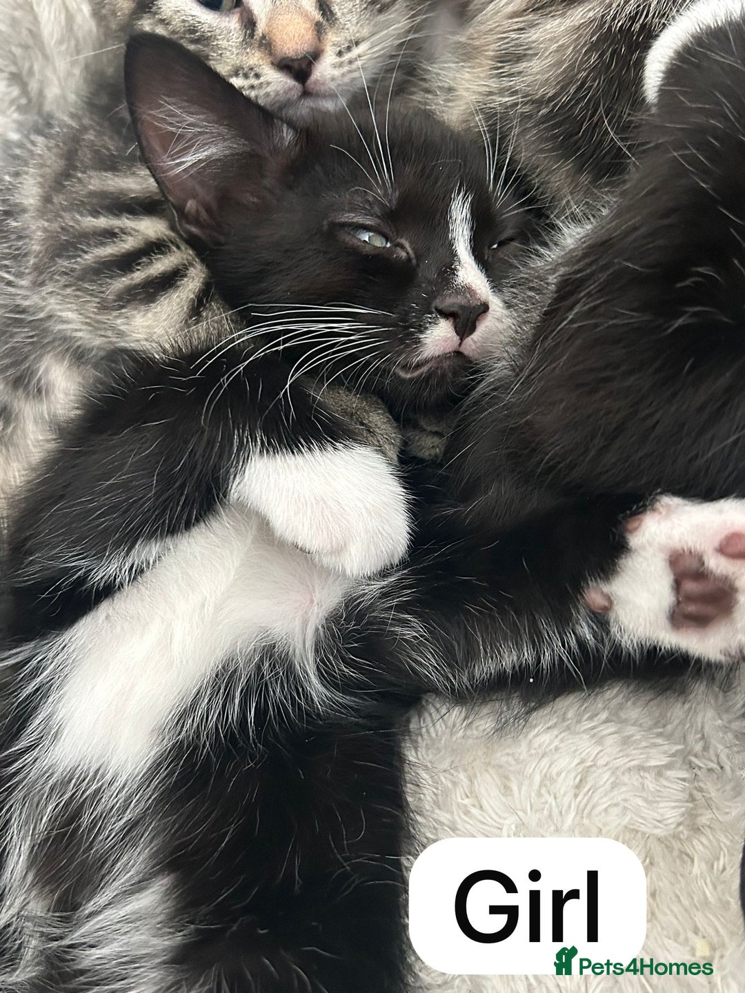 Mixed Breed cats for sale: Litter of 6 beautiful kittens - Image 11