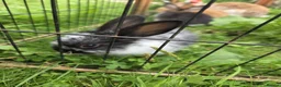 Mixed Breed rabbits for sale: Mini lop x Netherlands dwarf - Advert 11