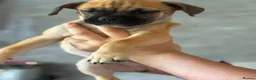 Mixed Breed dogs for sale: Mixed Breed Puppies - Advert 9