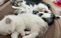 Persian cats for sale: Doll face Persian x - Image 1