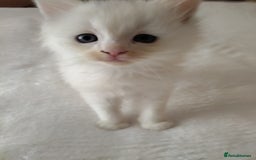 Maine Coon cats for sale: Main coon x Ragdoll - Image 1
