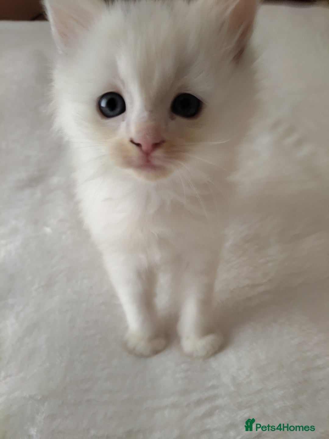 Maine Coon cats for sale: Main coon x Ragdoll - Image 1