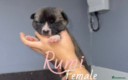 Akita dogs for sale: Akita pups  - Image 4
