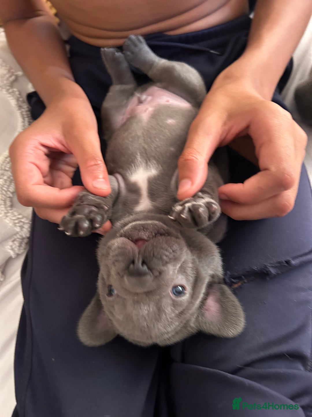 French Bulldog dogs for sale: 2 chunky well breed French bull dog pups  - Image 5