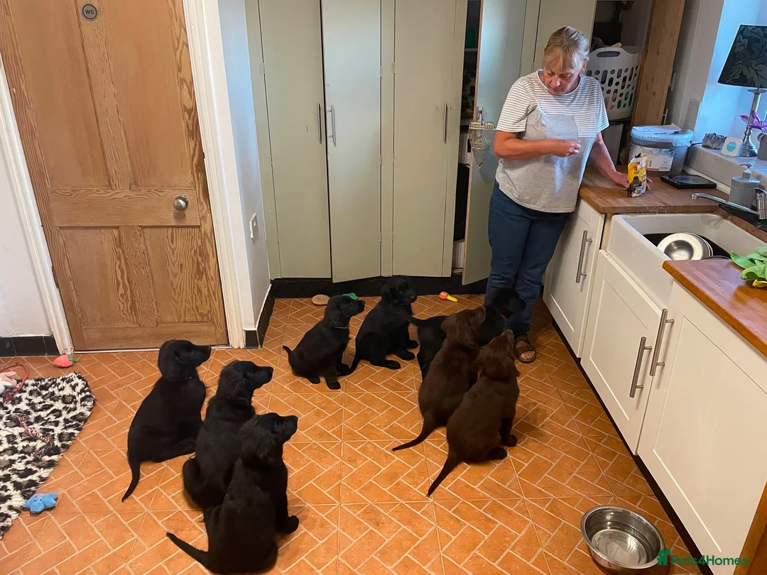 Flat coated Retriever dogs for sale: Stunning Flat Coated Retriever Pups - Advert 2