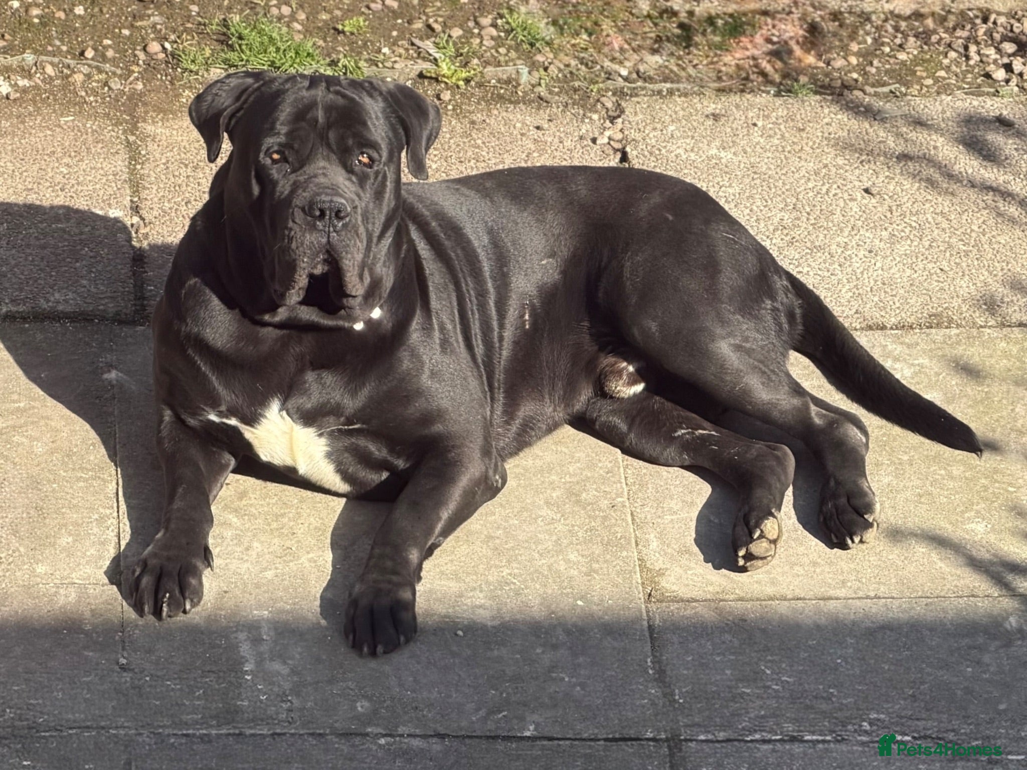 Cane Corso dogs for stud: Italian Bloodline Cane Corso male open for Stud - Advert 2