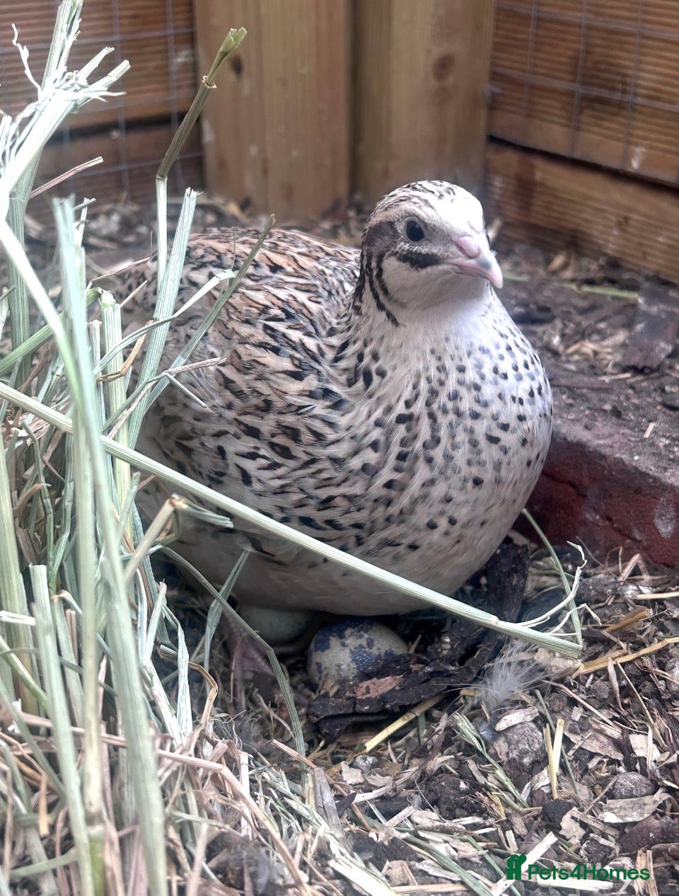 Quail poultry for sale: California quail hatching eggs and coturnix quail  - Advert 7