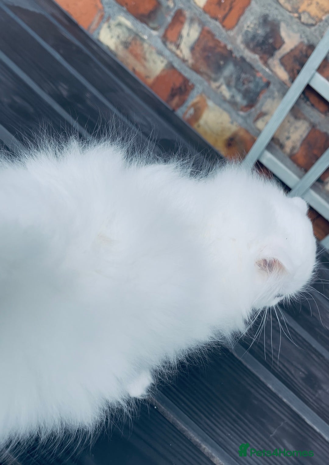 Persian cats for sale: Pure White Persian Girls BLUE EYES & full hearing - Image 12