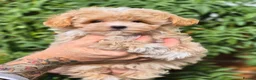 Maltipoo dogs for sale: Amazing Tiny Korean Maltipoo Puppies.  - Advert 24