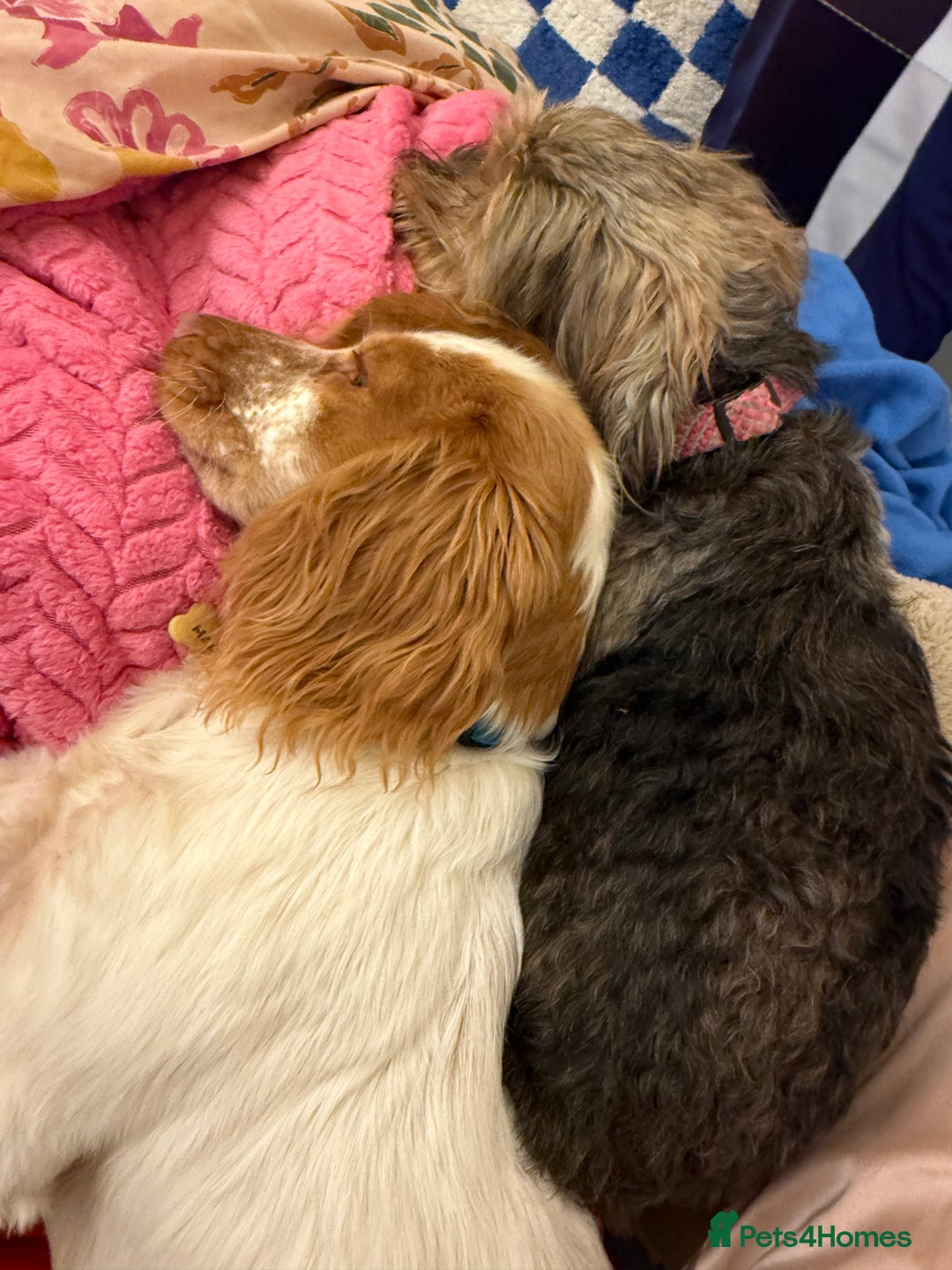 Mixed Breed dogs for sale: Corkiepoo puppies for sale 🐶 - Advert 18