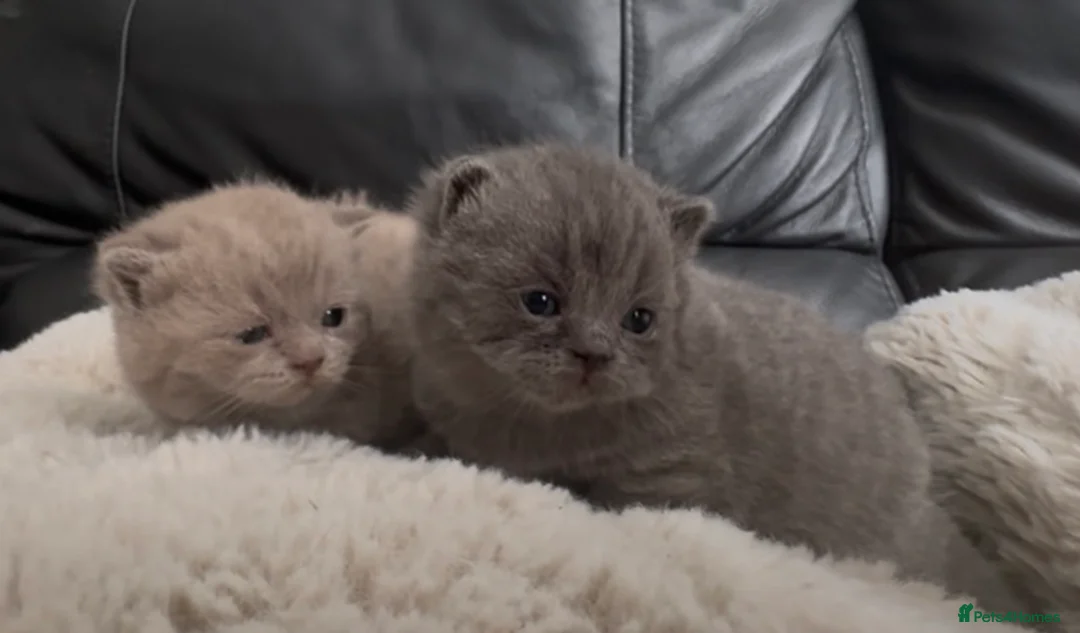 British Shorthair cats for sale: 2 beautiful fluffy British shorthairs available  - Advert 2