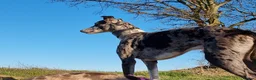 Lurcher dogs for stud: Merle lurcher for stud  in Rotherham - Advert 3