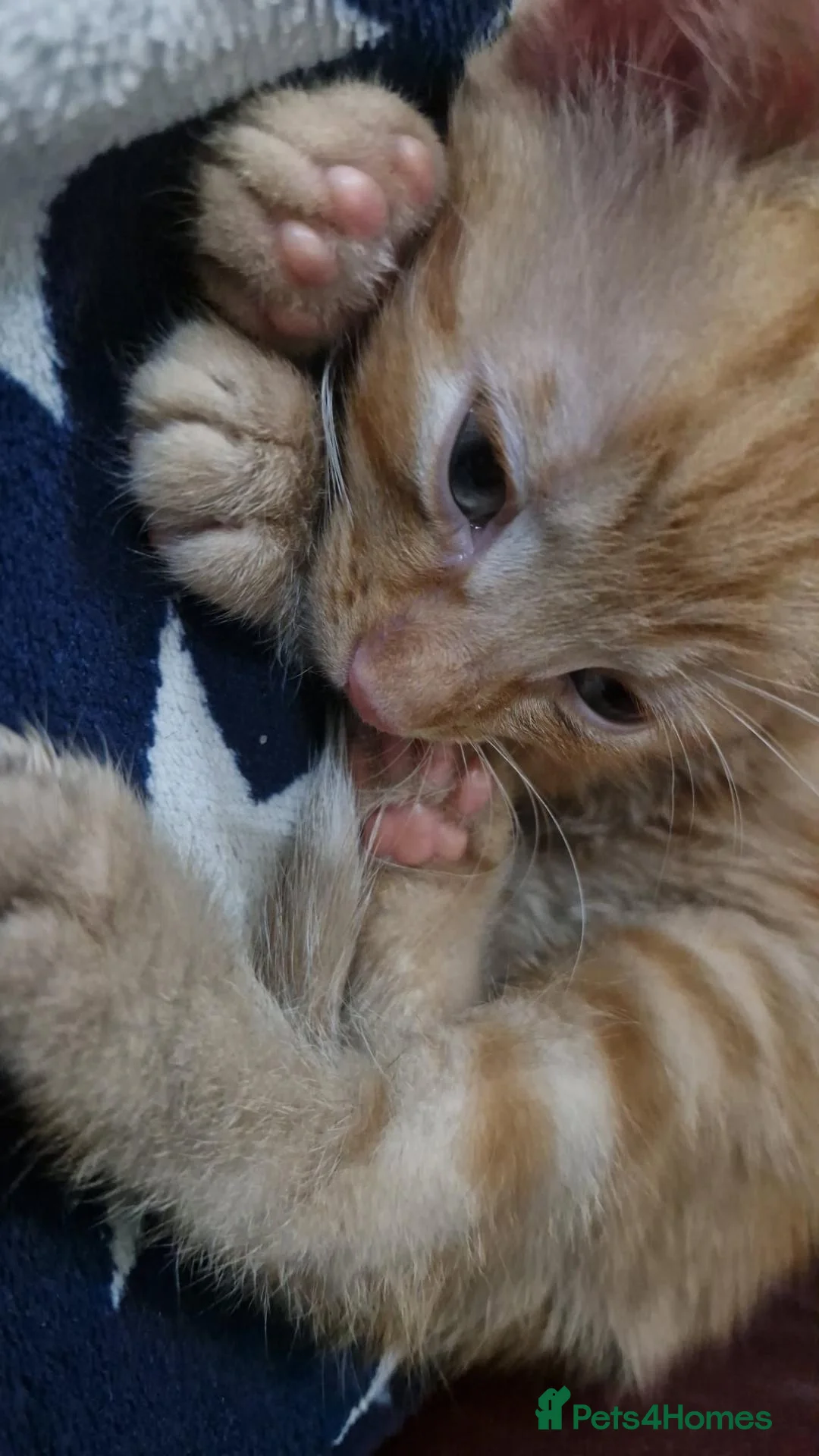 British Shorthair cats for sale: Beautiful boy orange cat - Advert 13