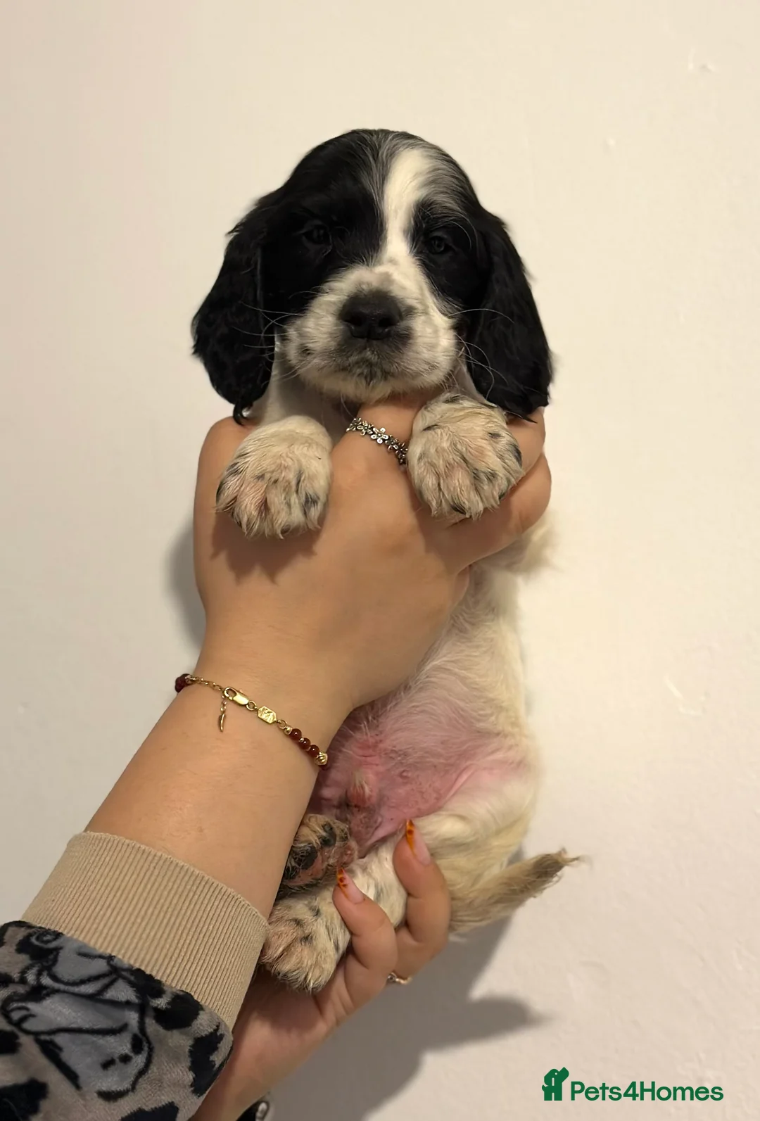 English Springer Spaniel dogs for sale: English springer spaniel puppies - Advert 2