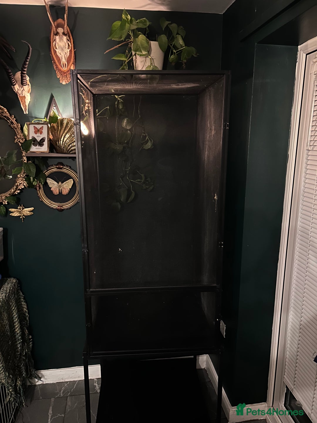 Chameleon reptiles for sale: Chameleon cage XL reptibreeze  - Advert 2