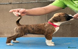 Boxer dogs for sale: Champion sired Lovely  Boxer Puppy Available  - Image 18