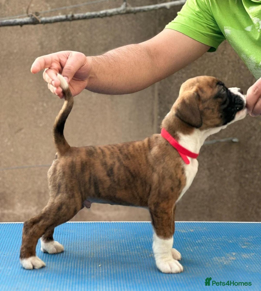 Boxer dogs for sale: Champion sired Lovely  Boxer Puppy Available  - Image 18