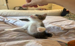 British Shorthair cats for sale: kittens  - Image 11