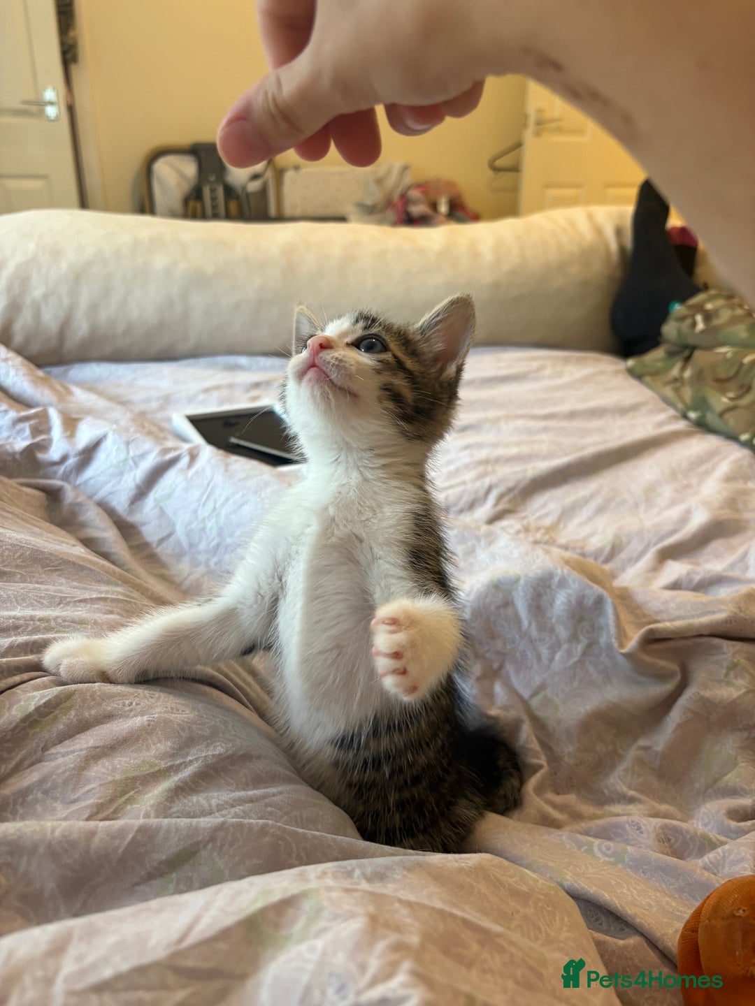 British Shorthair cats for sale: kittens  - Image 11