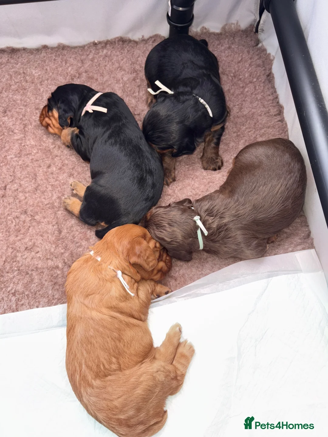 Cocker Spaniel dogs for sale: Working cocker spaniel puppies - Advert 1