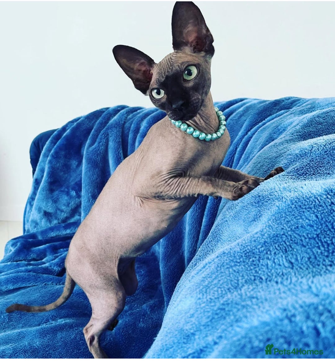 Sphynx cats for sale: TICA Adorable Kittens❤️Parents HCM Clear  - Image 11