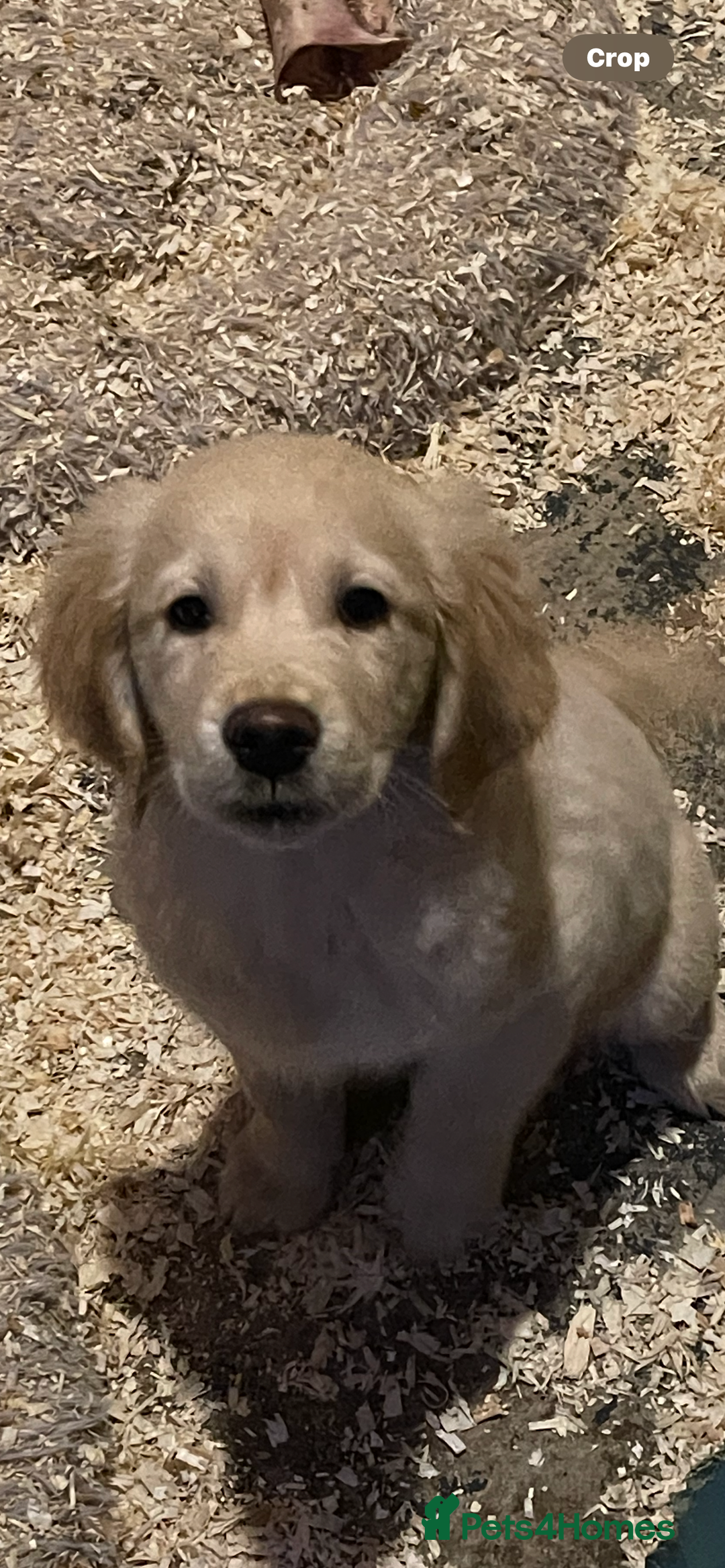 Golden Retriever dogs for sale: Cutest KC Reg Boys ready now  - Advert 4