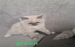 Ragdoll cats for sale: Last one beautiful ragdoll kitten - Image 6