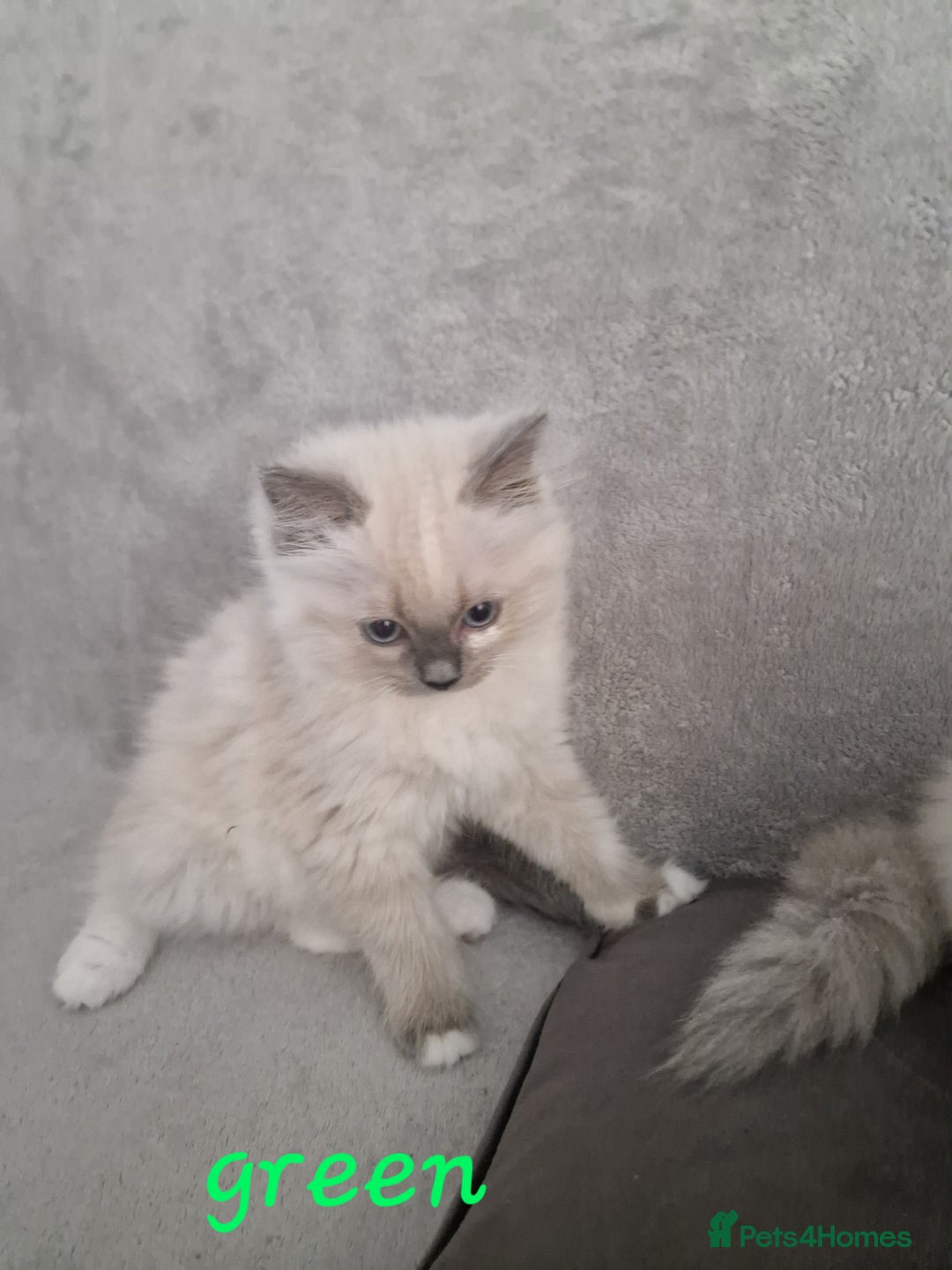 Ragdoll cats for sale: Last one beautiful ragdoll kitten - Image 6